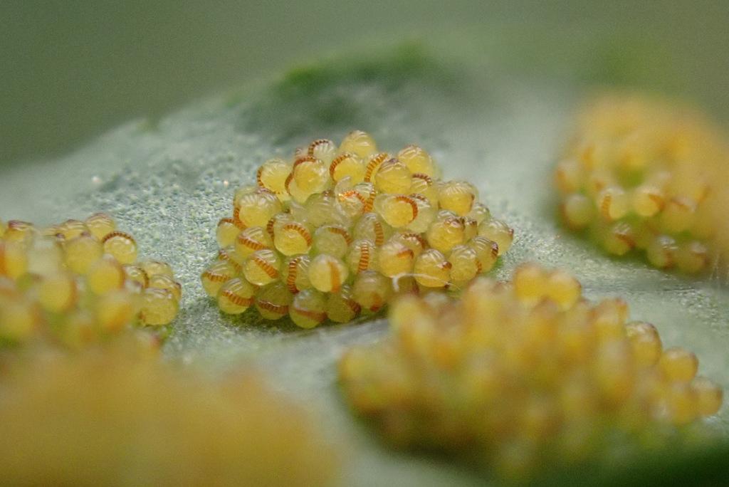 POLYPODIUM VULGARE RHIZOME EXTRACT 1