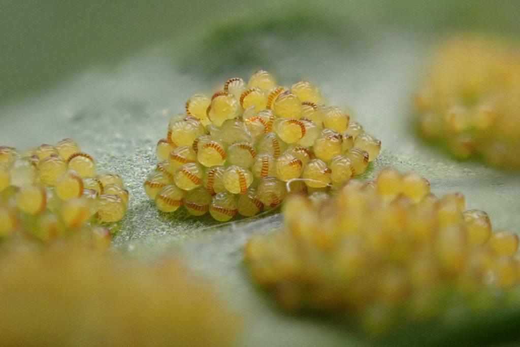 POLYPODIUM VULGARE RHIZOME EXTRACT 4