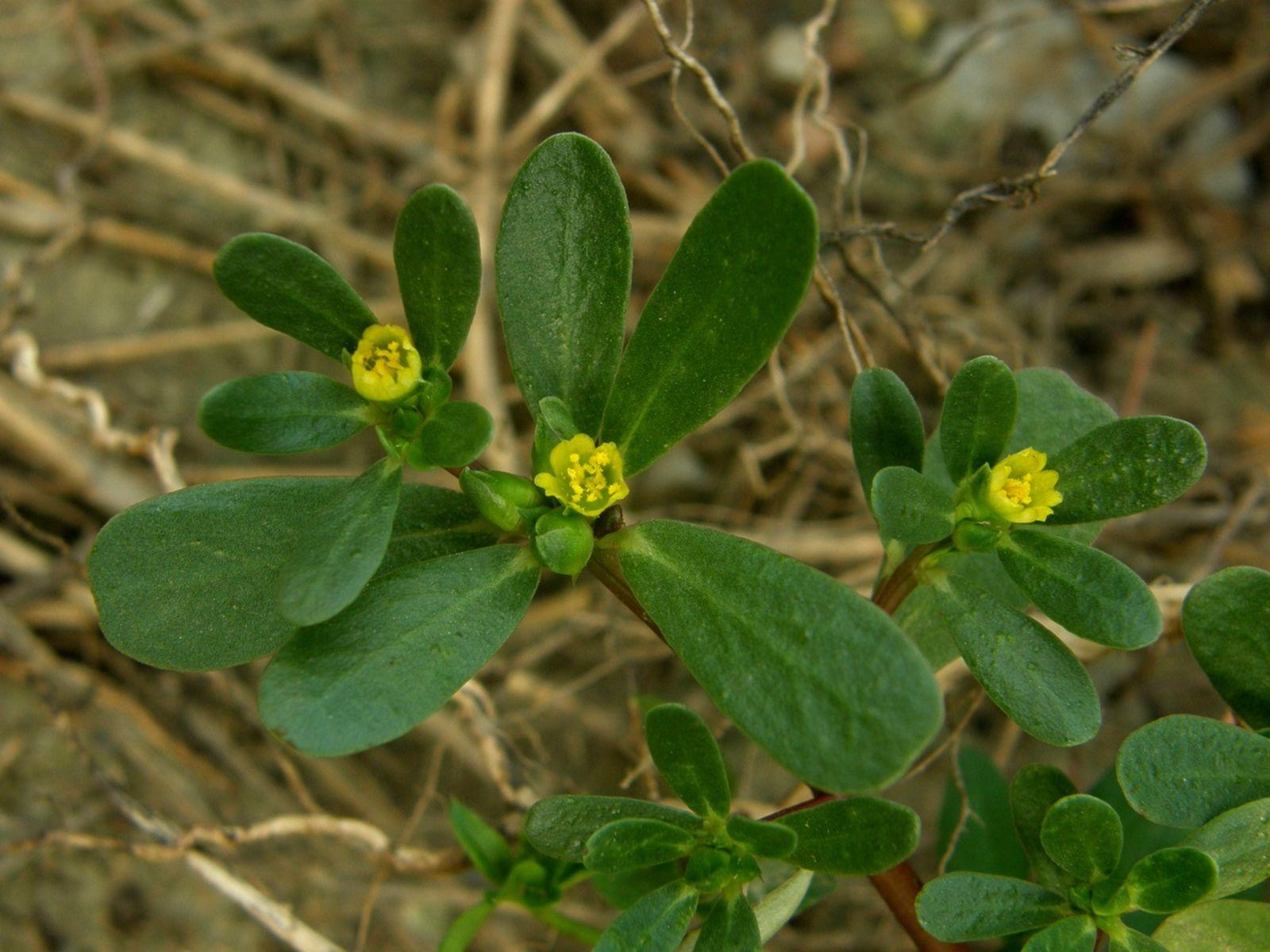 Portulaca oleracea juice 4