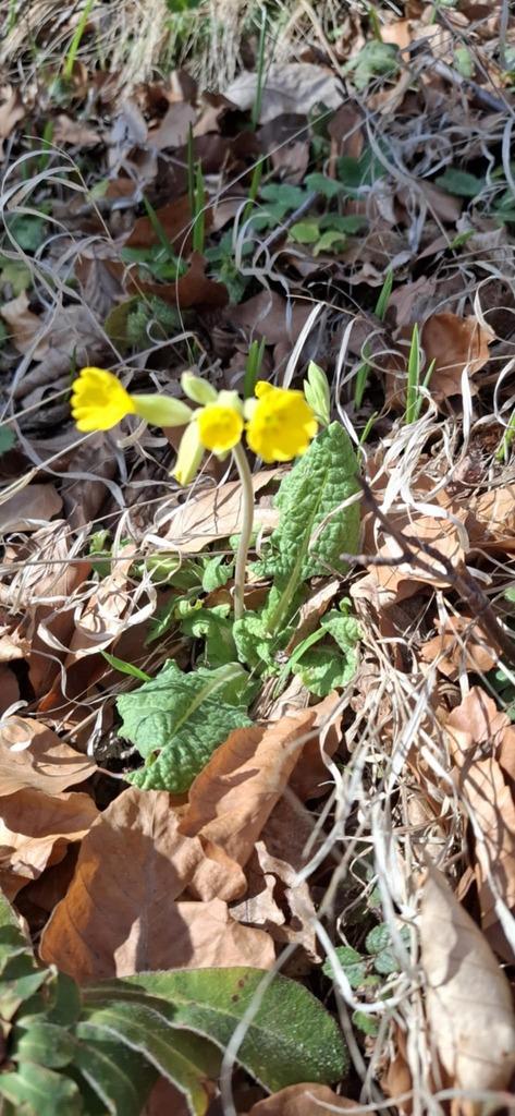 Primula Veris Extract 4
