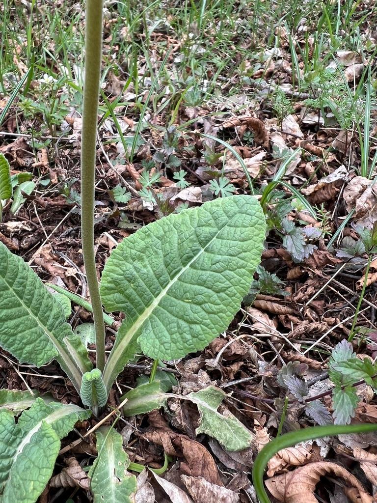 Primula Veris Extract 2