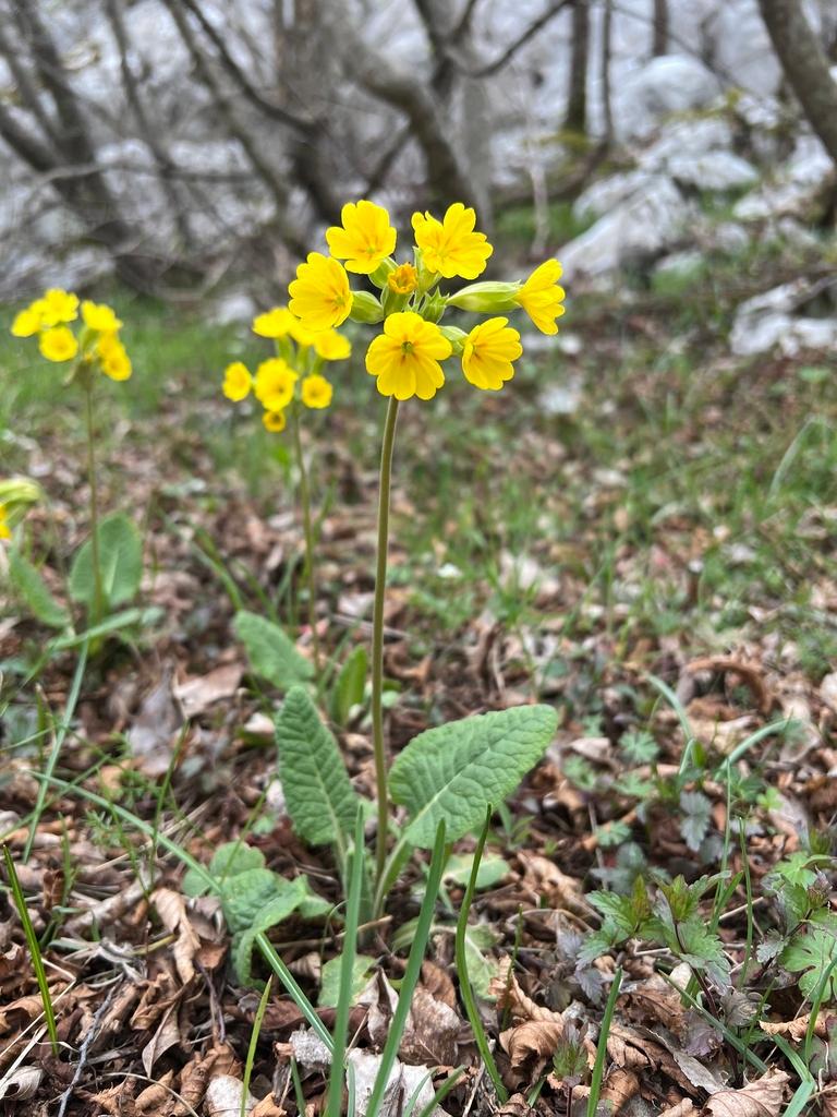 PRIMULA VERIS FLOWER EXTRACT 1