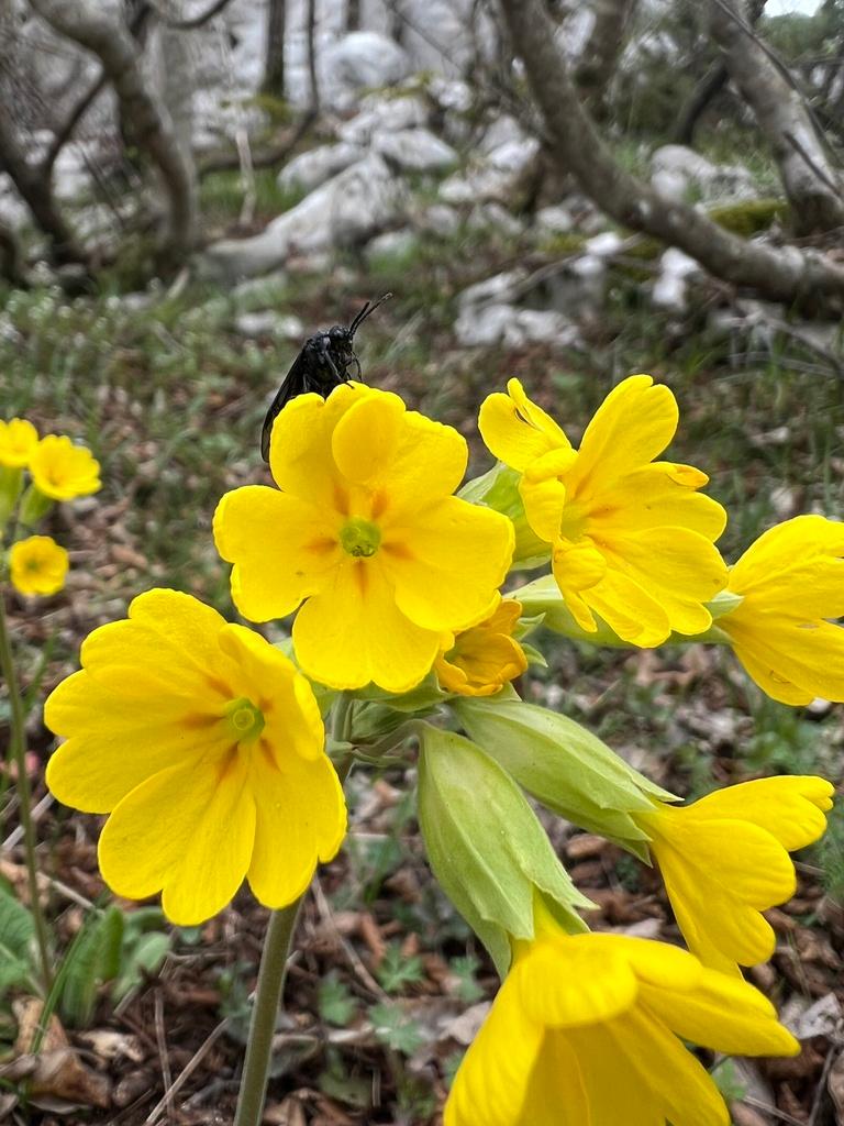 PRIMULA VERIS FLOWER EXTRACT 3