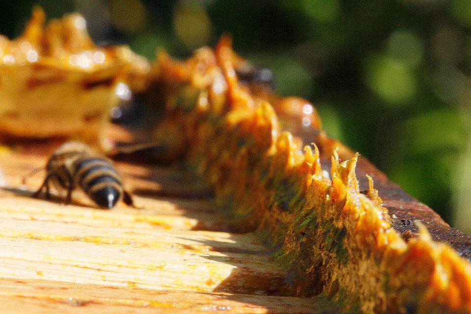 Propolis Extract 1
