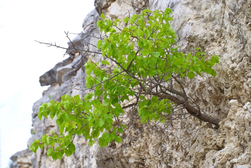 PRUNUS ARMENIACA SEED POWDER 1