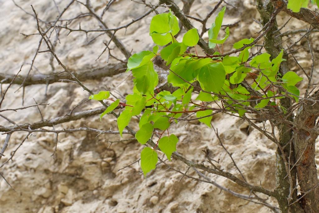 PRUNUS ARMENIACA SEED POWDER 2