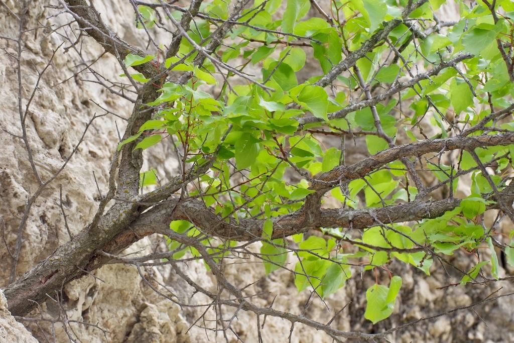PRUNUS ARMENIACA SEED POWDER 3