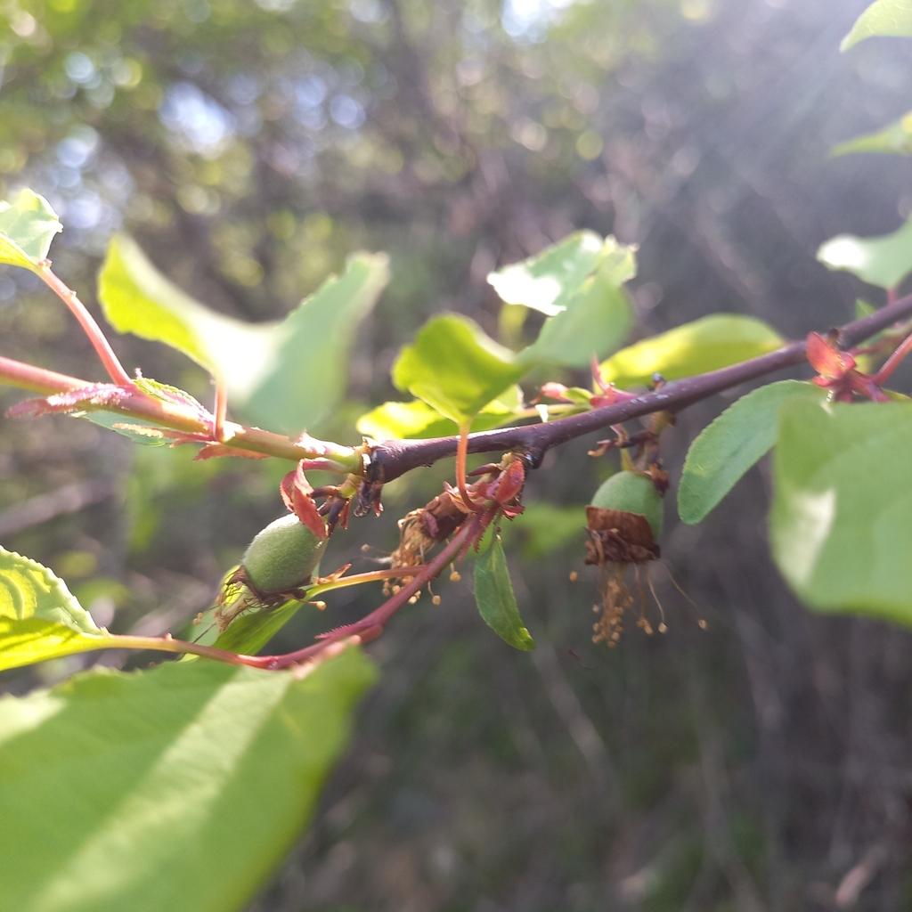 PRUNUS ARMENIACA SEED POWDER 4