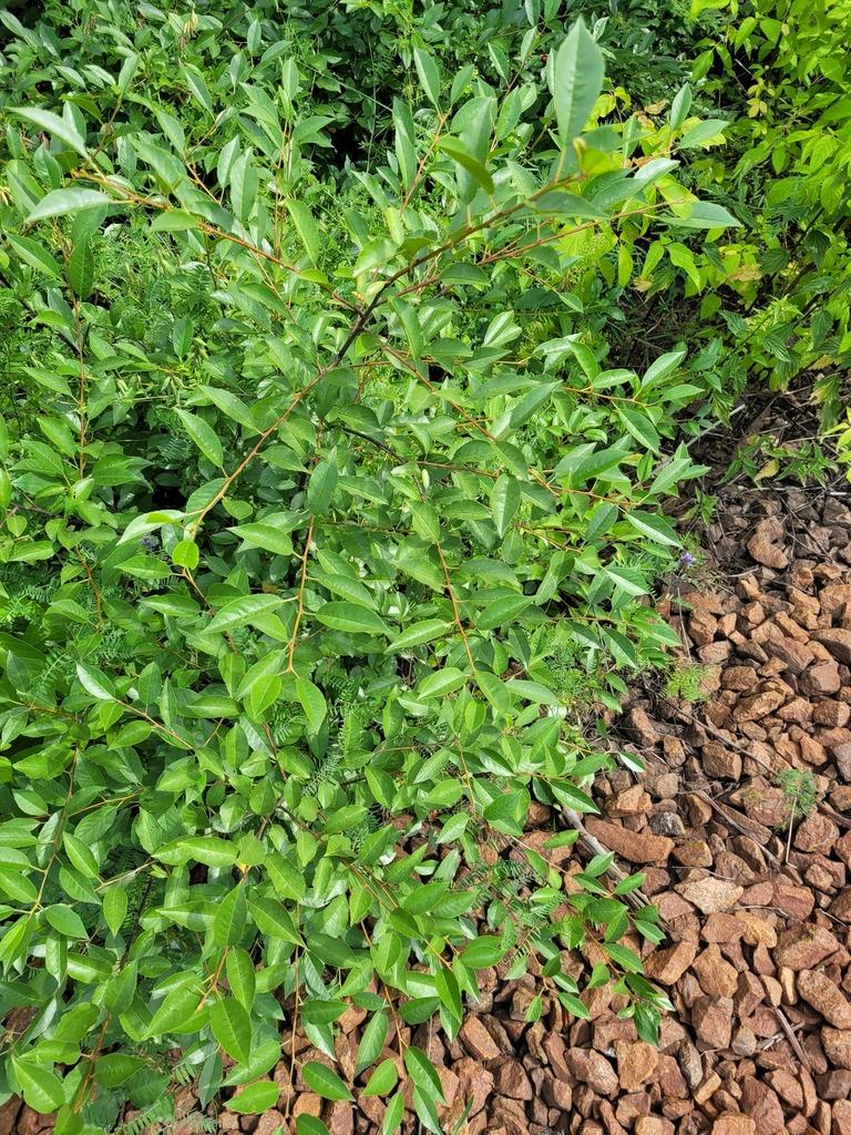 PRUNUS CERASUS SEED OIL 2