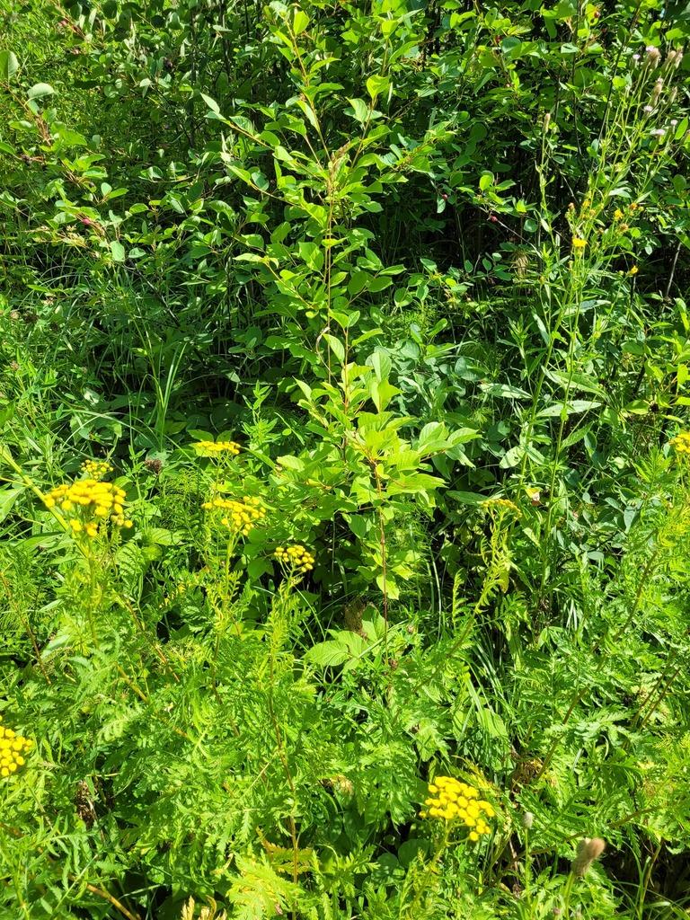 PRUNUS CERASUS SEED OIL 1
