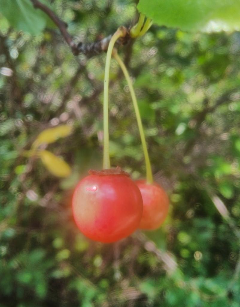 PRUNUS CERASUS SEED OIL 3