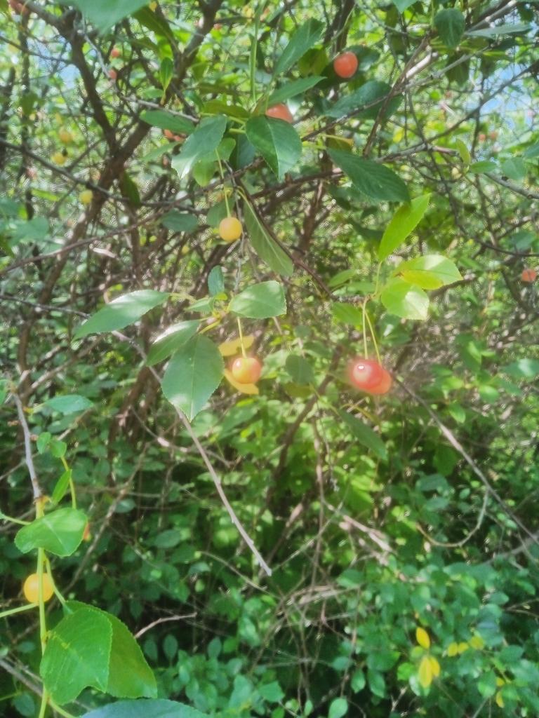 PRUNUS CERASUS SEED OIL 4