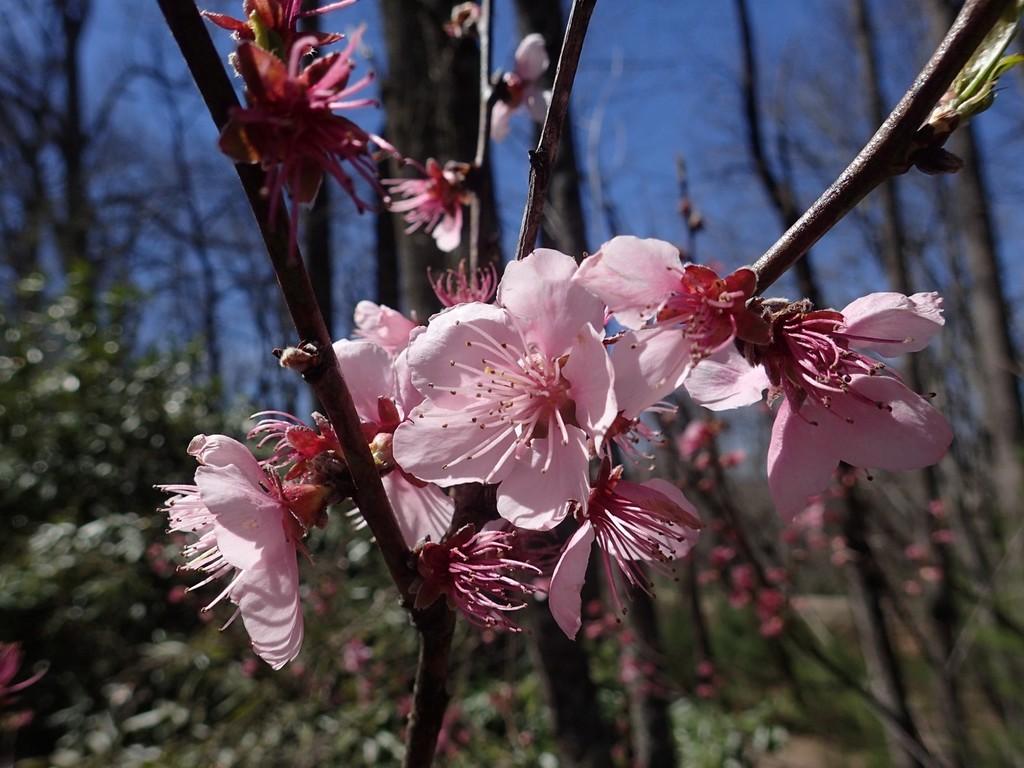 Prunus Persica (Peach) Flower Extract 2