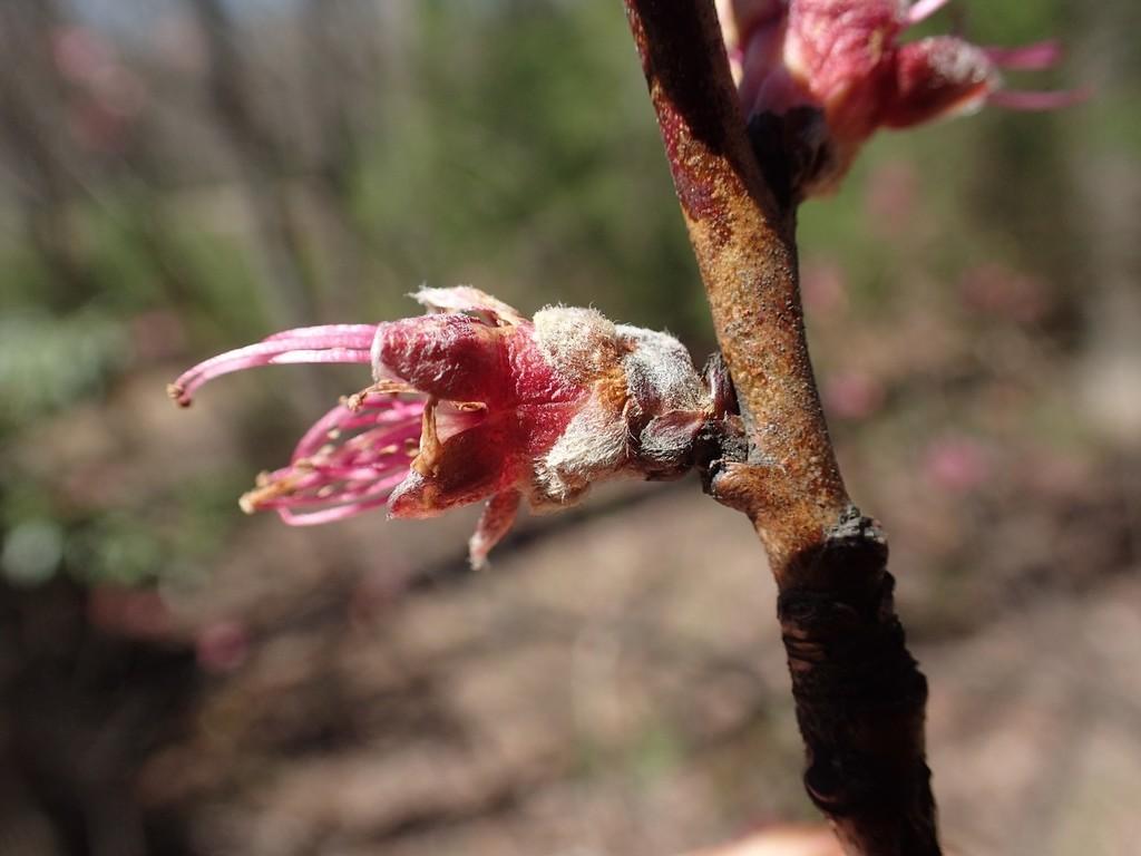 Prunus Persica (Peach) Flower Extract 4