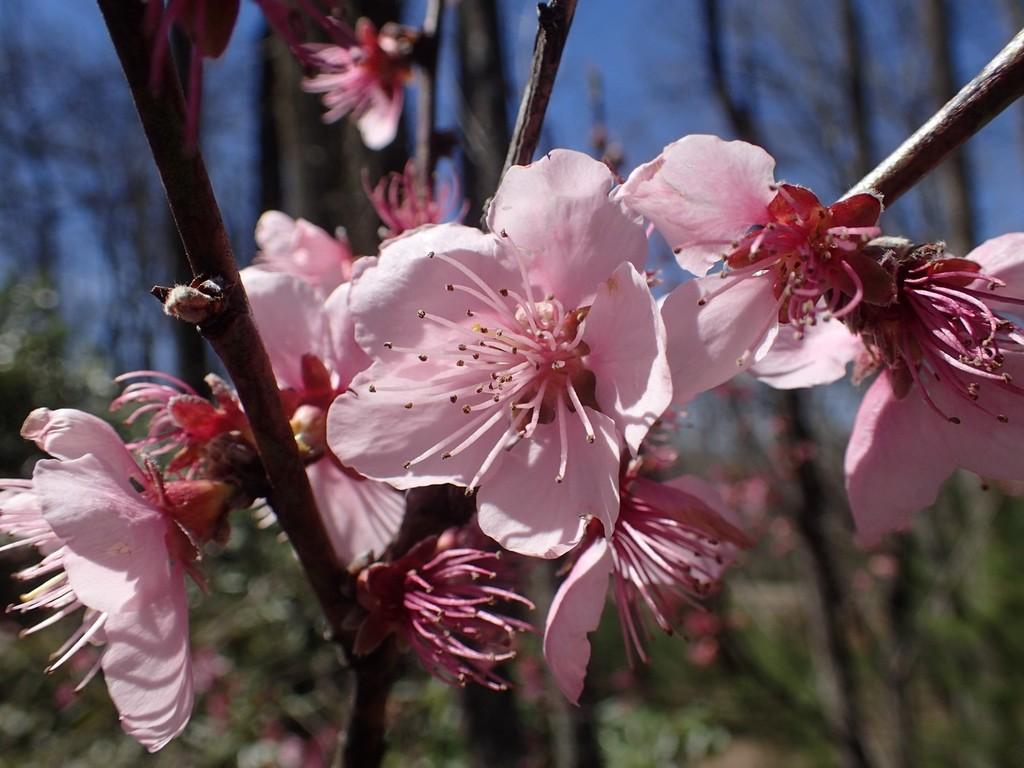 Prunus Persica (Peach) Flower Extract 1