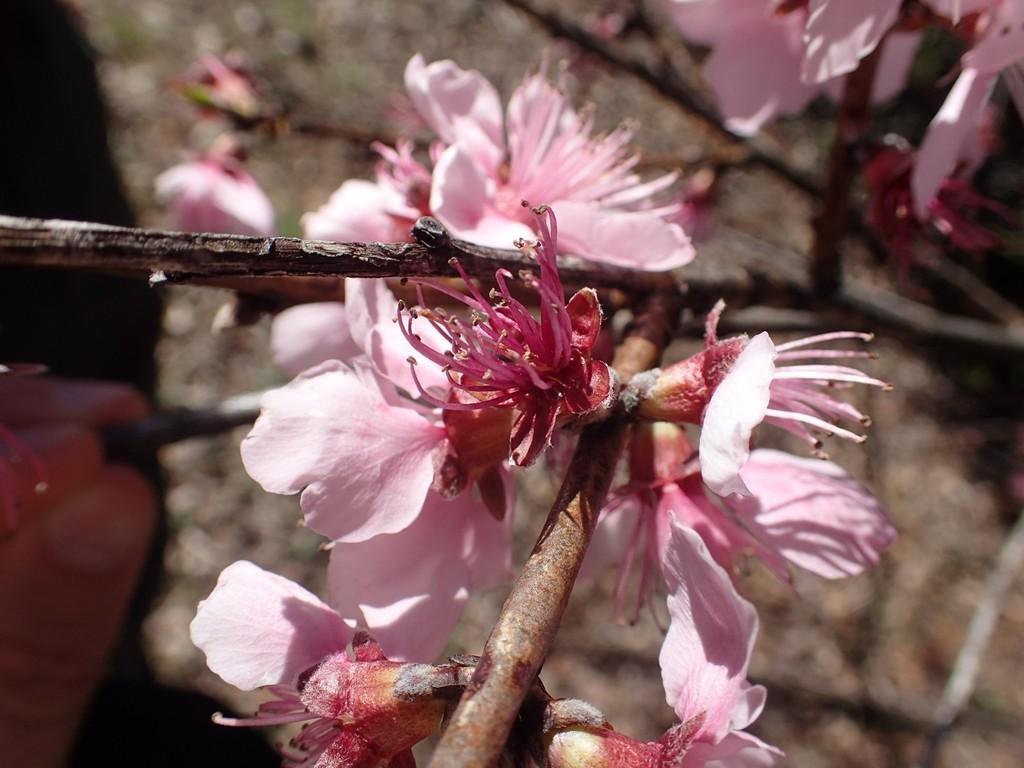 Prunus Persica (Peach) Flower Extract 3