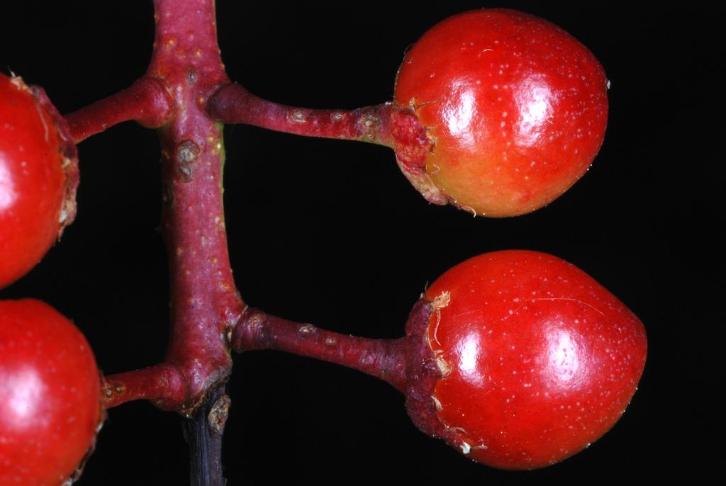 PRUNUS SEROTINA BARK EXTRACT 1