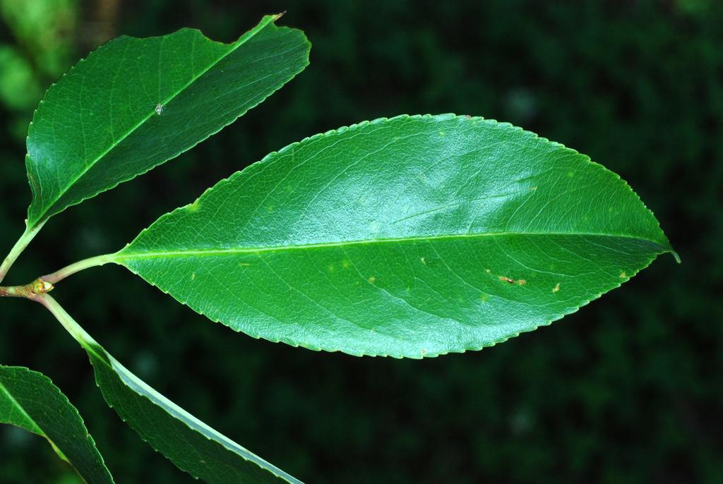 PRUNUS SEROTINA BARK EXTRACT 2