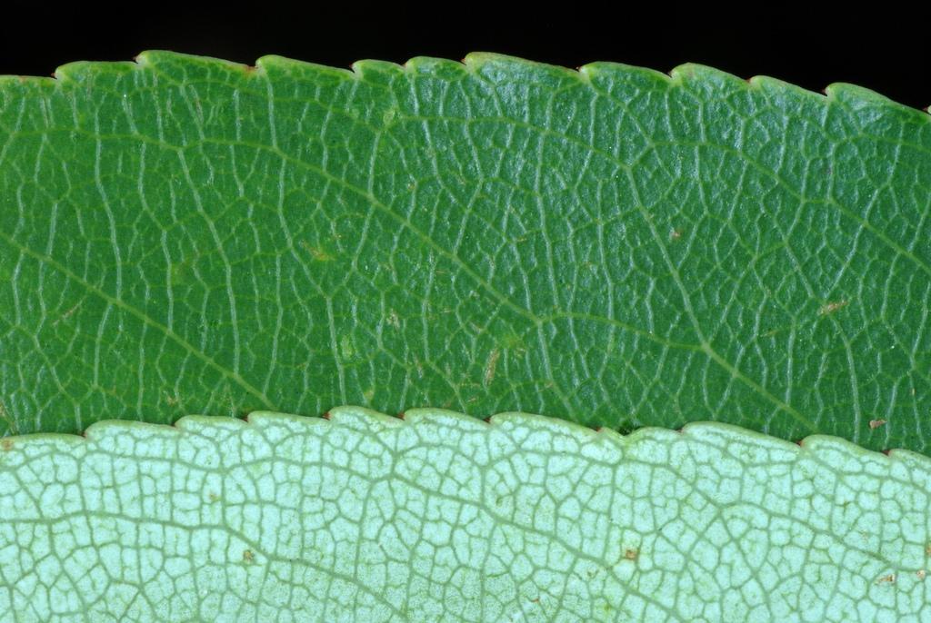 PRUNUS SEROTINA BARK EXTRACT 3