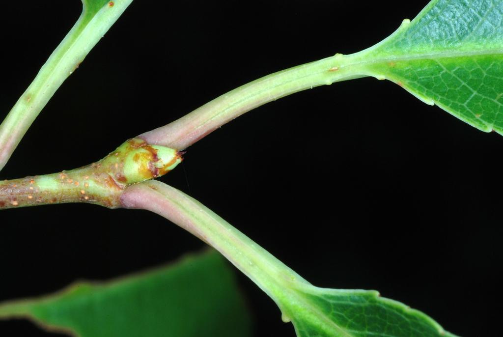 PRUNUS SEROTINA BARK EXTRACT 4