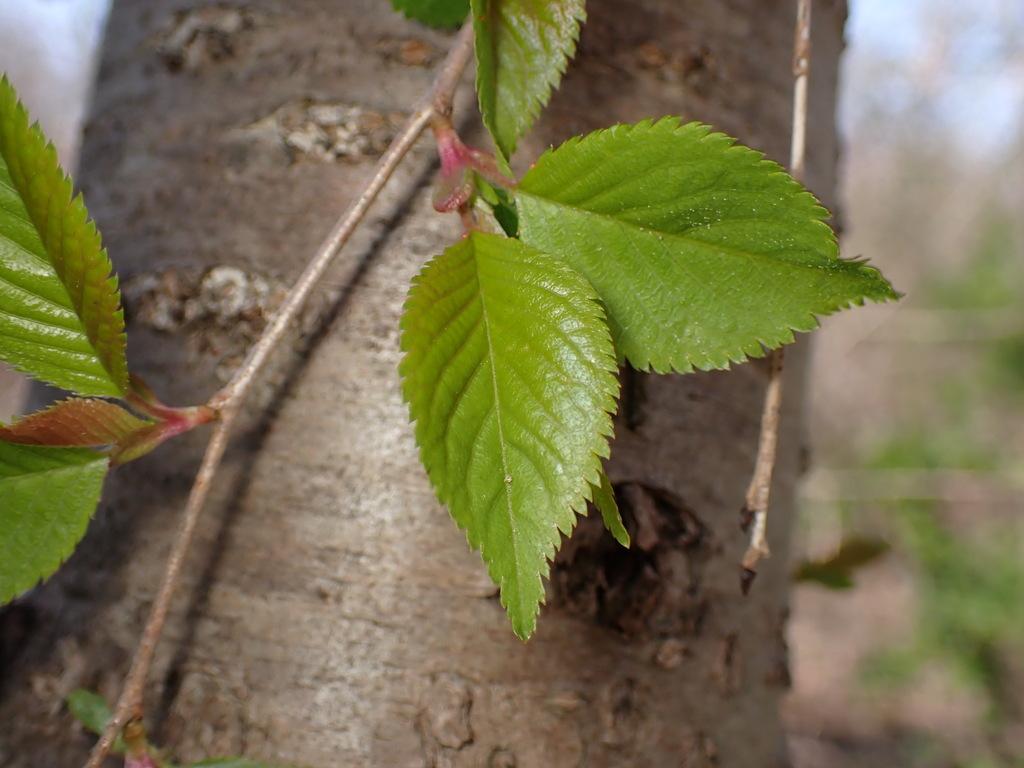PRUNUS SERRULATA FLOWER EXTRACT 3