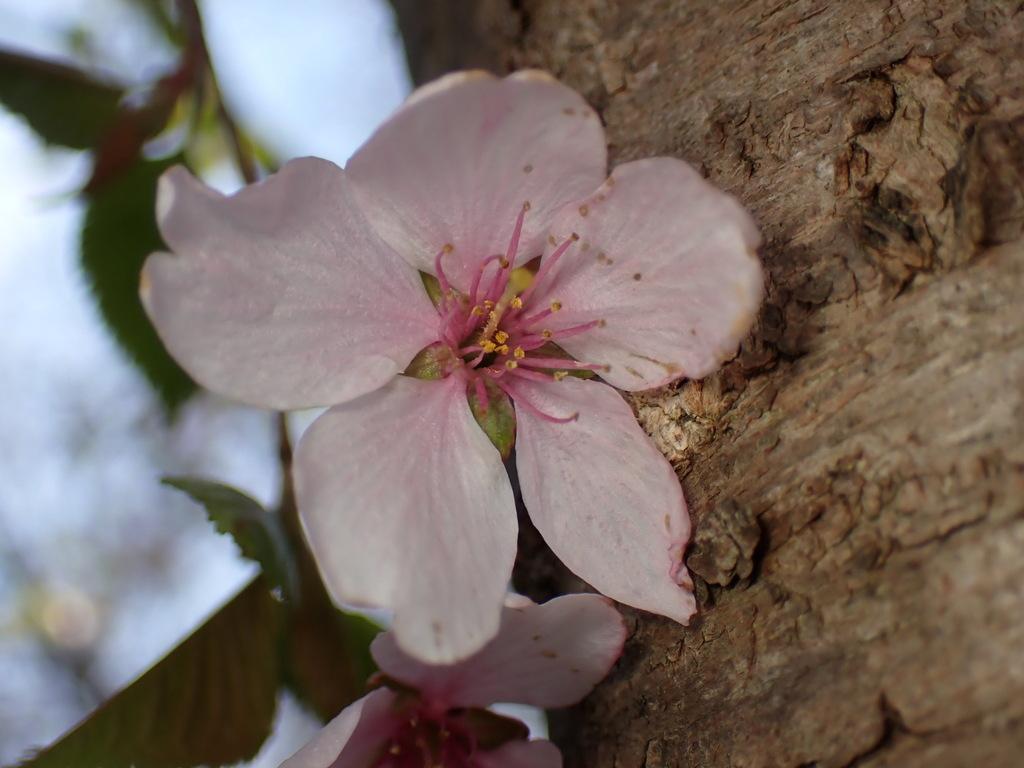 PRUNUS SERRULATA FLOWER EXTRACT 1
