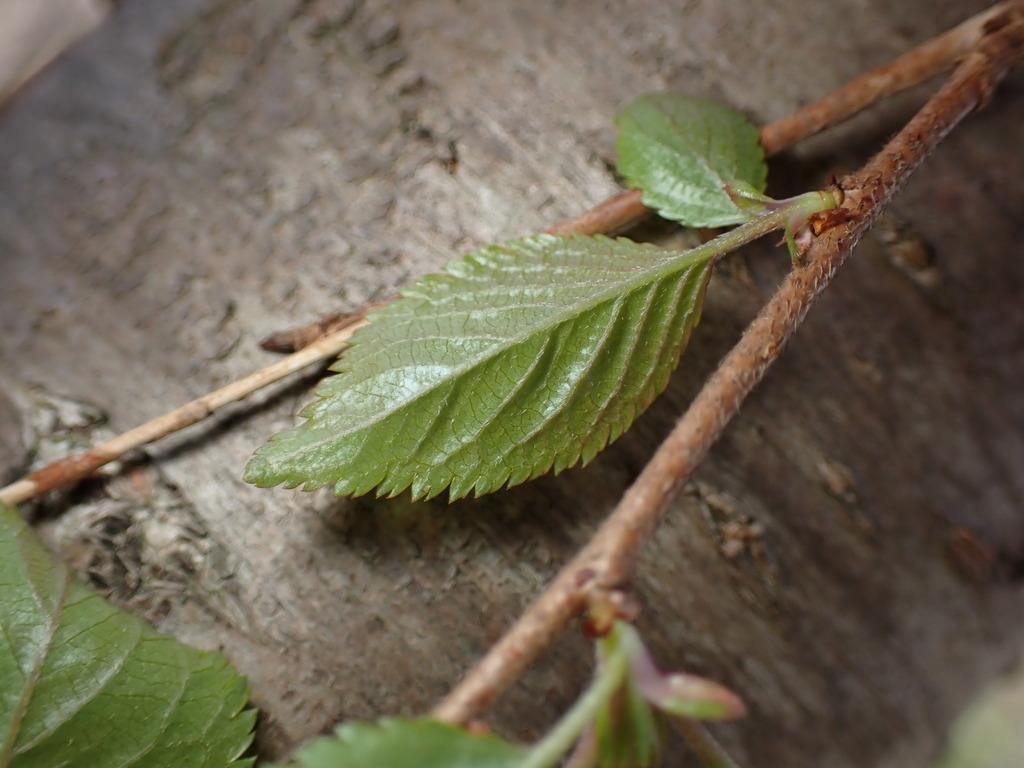 PRUNUS SERRULATA FLOWER EXTRACT 4