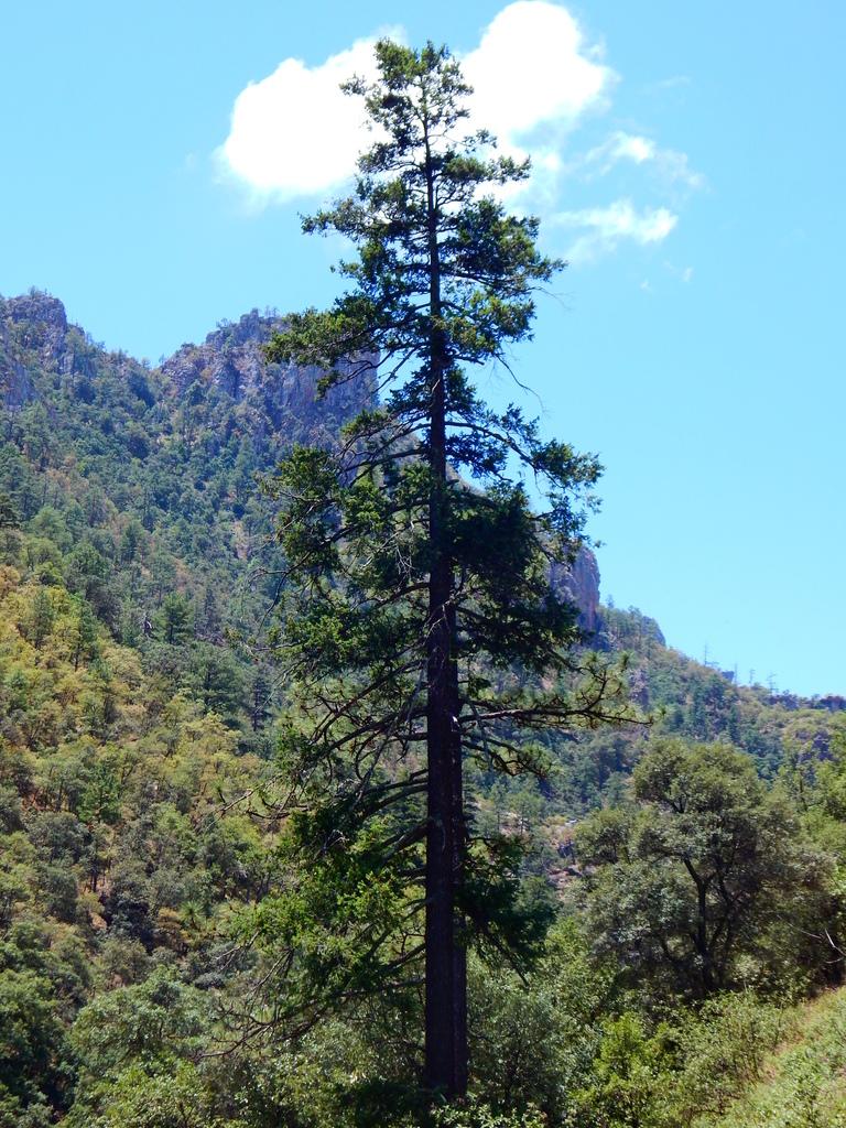 PSEUDOTSUGA MENZIESII BRANCH/LEAF OIL 1