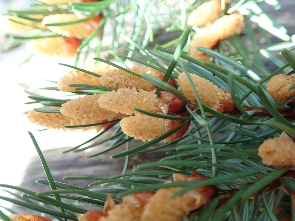 PSEUDOTSUGA MENZIESII BRANCH/LEAF OIL 4