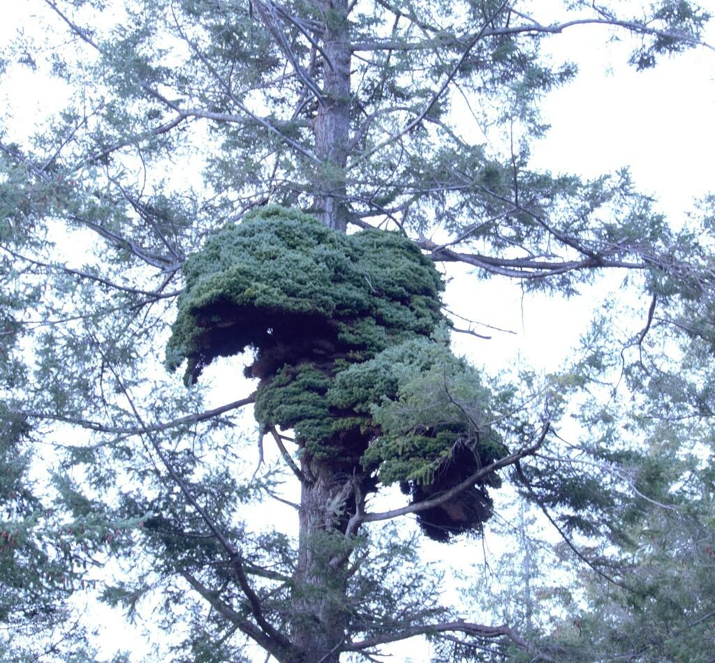 PSEUDOTSUGA MENZIESII BRANCH/LEAF OIL 2