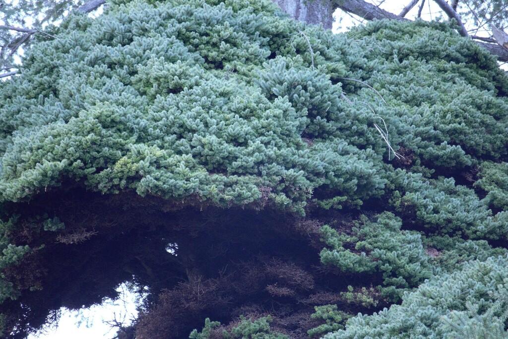 PSEUDOTSUGA MENZIESII BRANCH/LEAF OIL 3