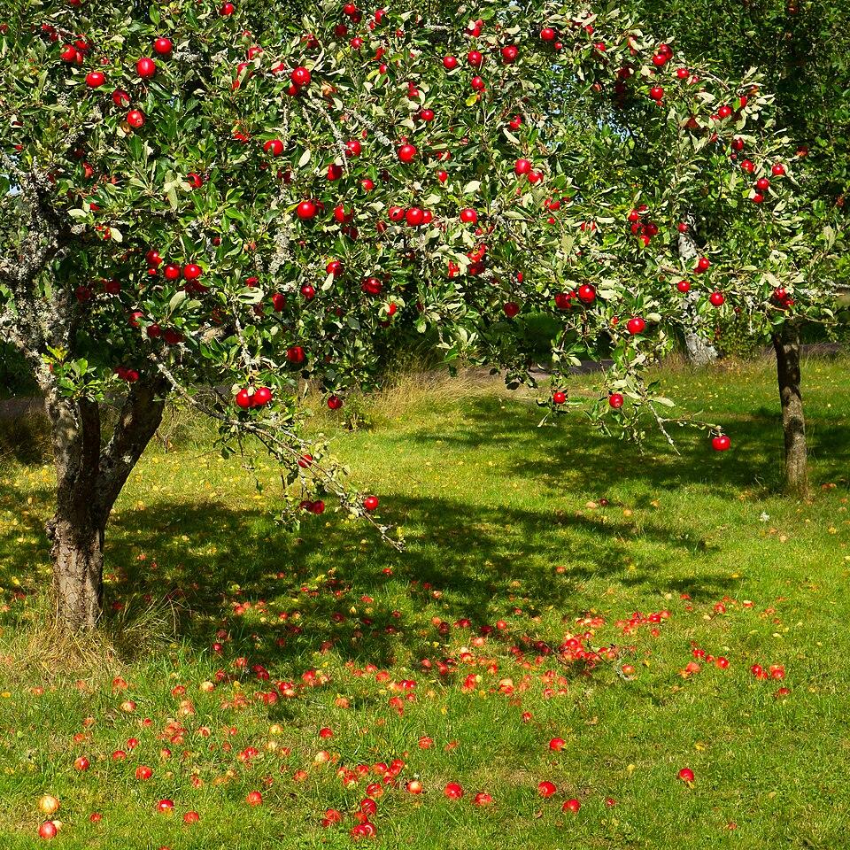 Pyrus malus (Apple) peel extract 4