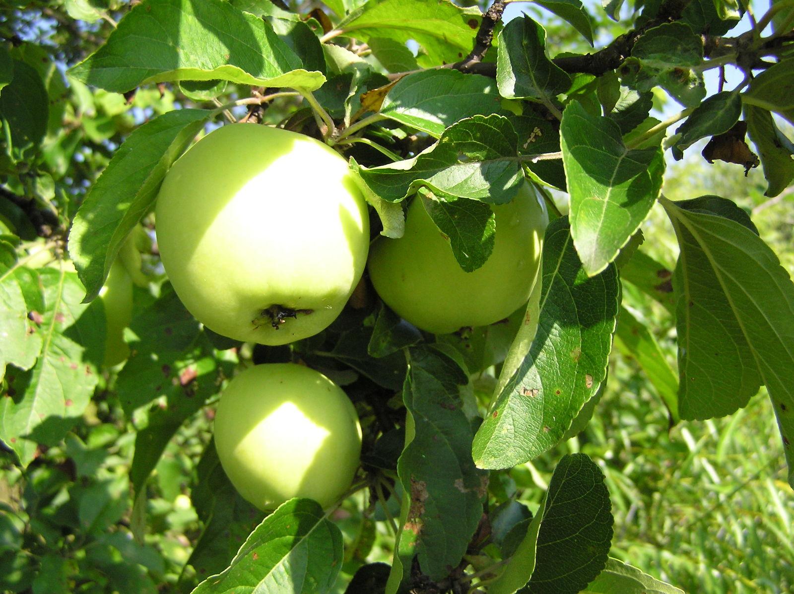 Pyrus malus (Apple) peel powder 5