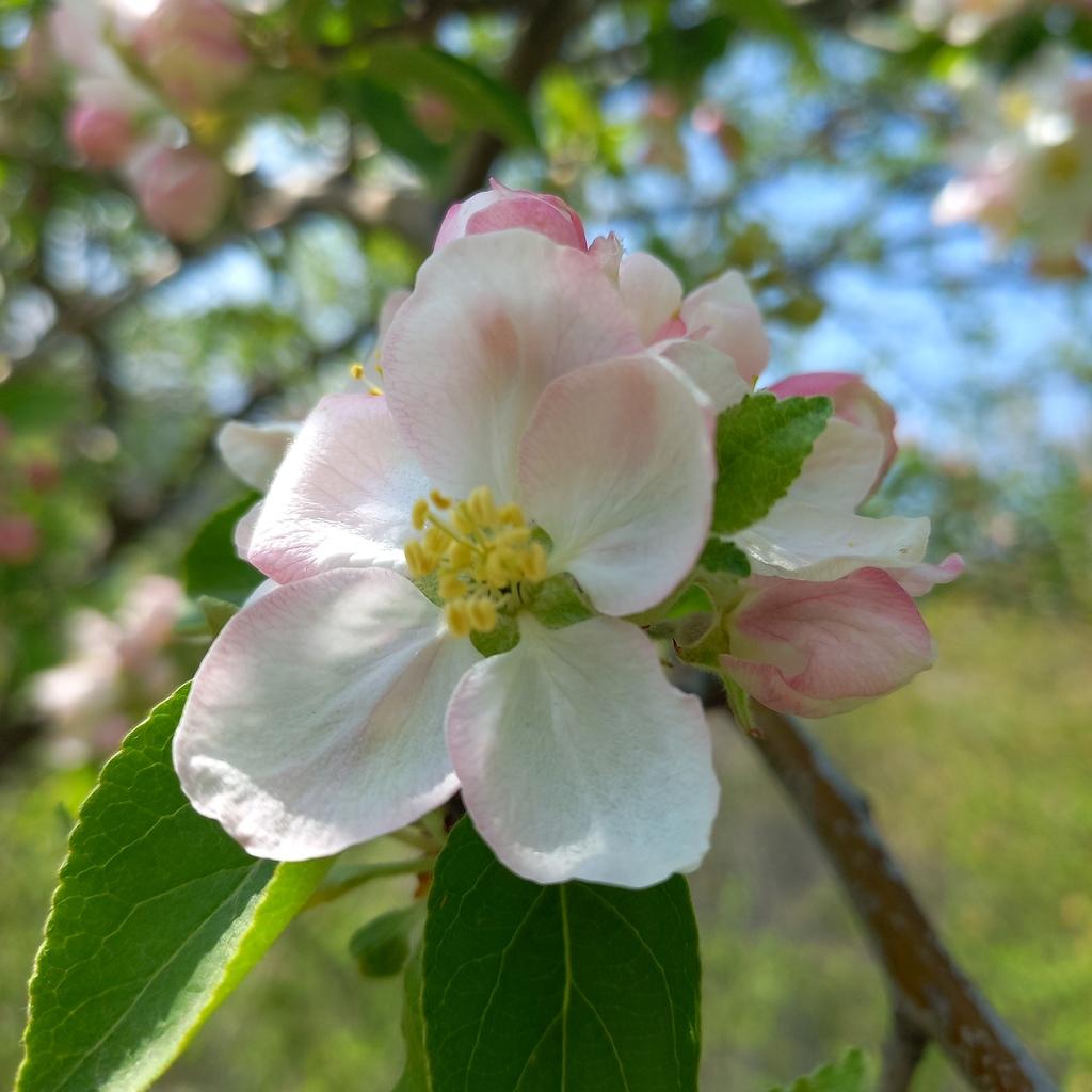 Pyrus Malus (Apple) Seed Oil 1