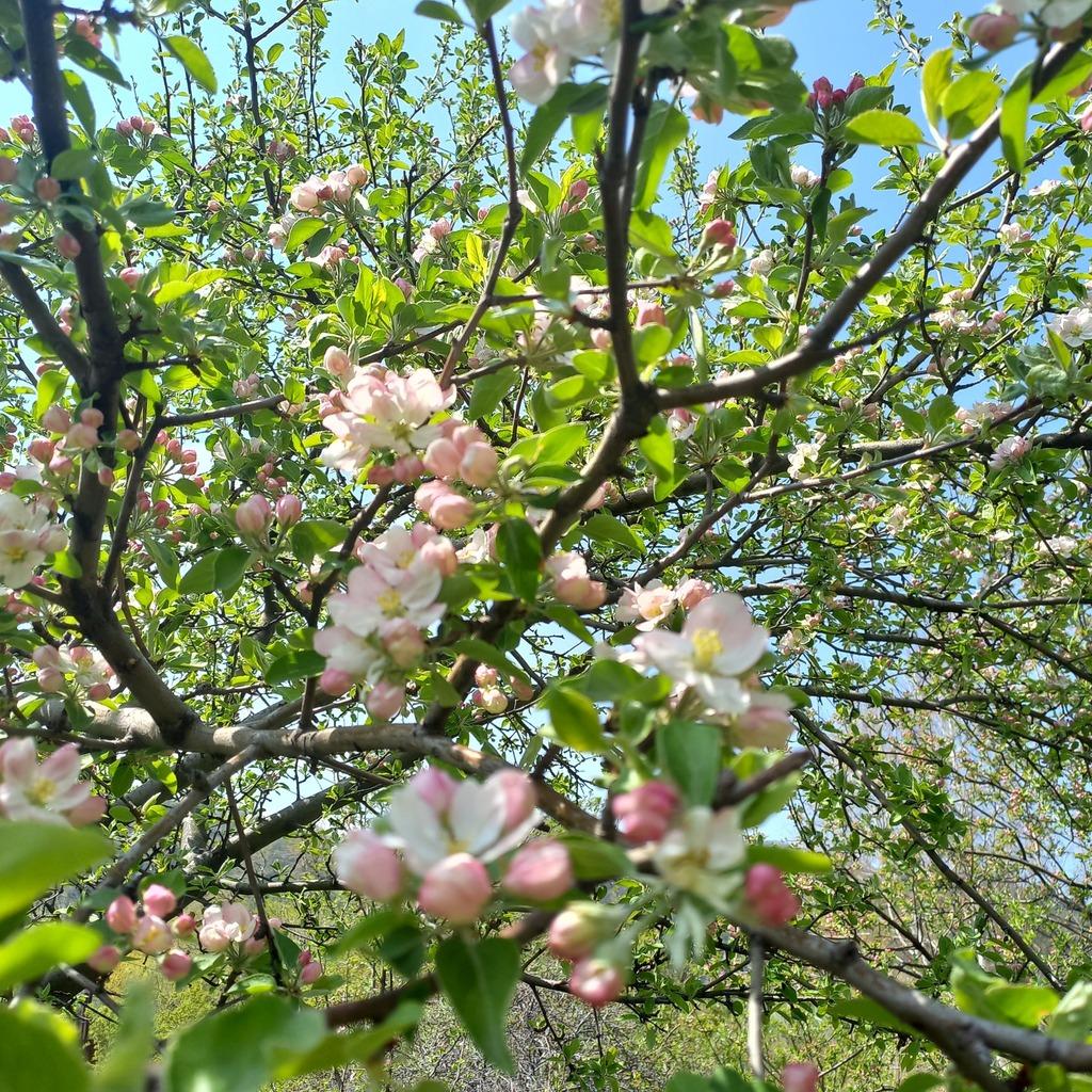 Pyrus Malus (Apple) Seed Oil 2