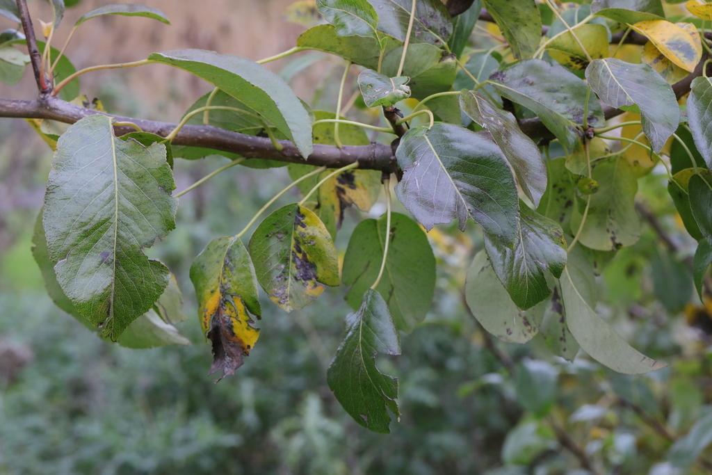 Pyrus Malus (Apple) Seed Oil 3