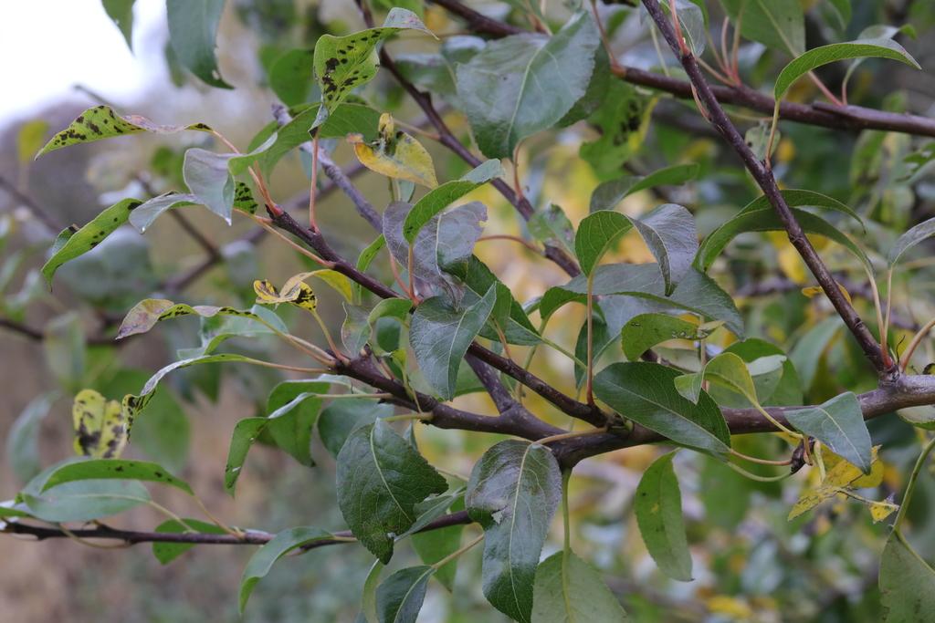 Pyrus Malus (Apple) Seed Oil 4