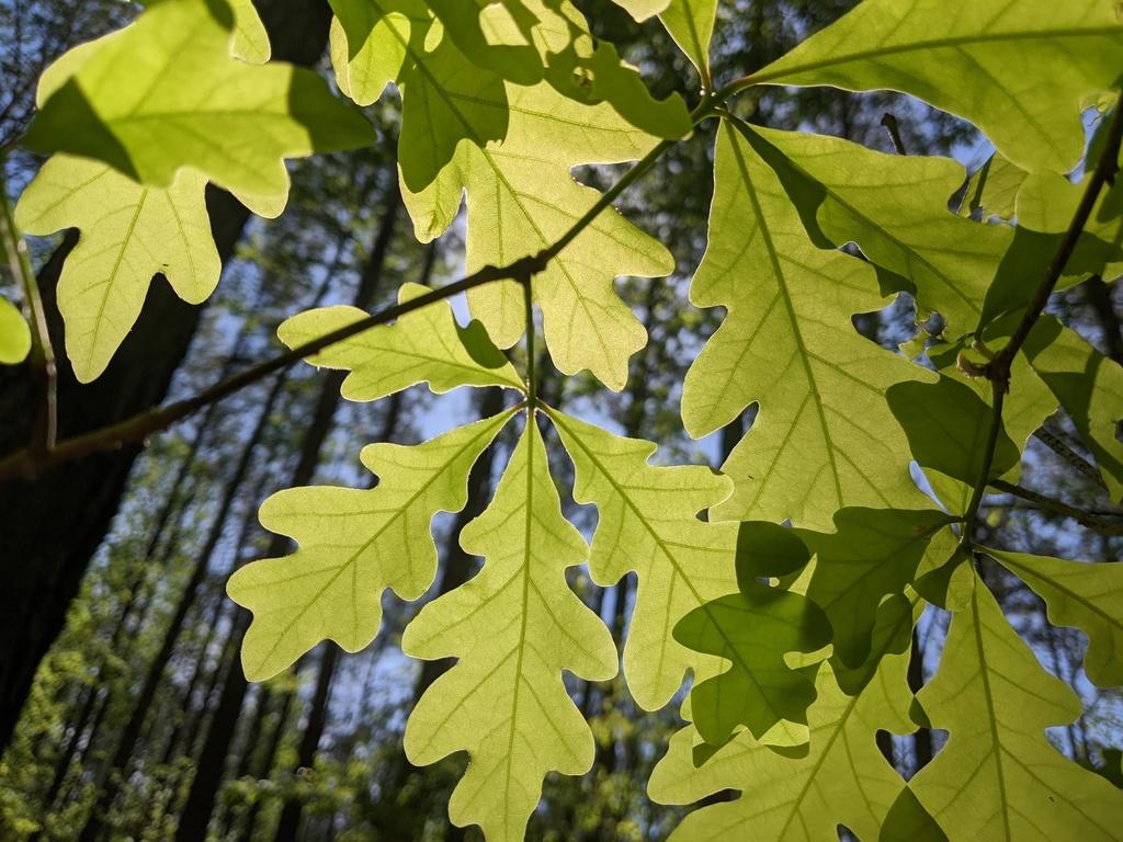 QUERCUS ALBA BARK EXTRACT 1