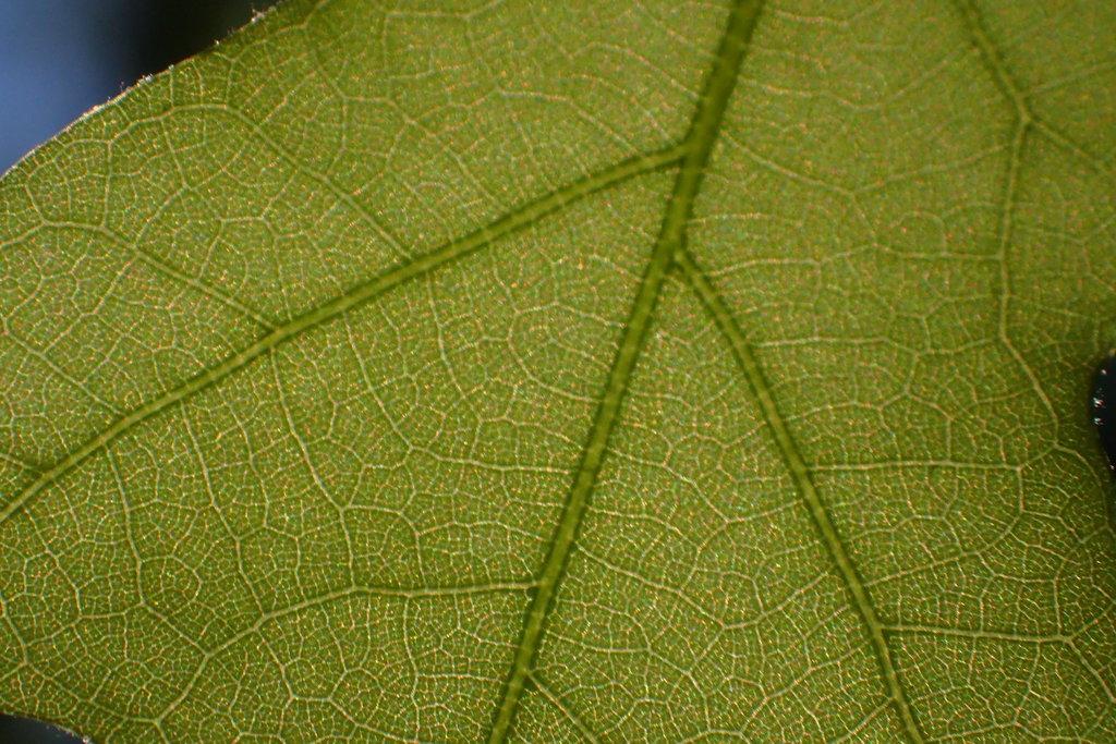 QUERCUS ALBA BARK EXTRACT 2