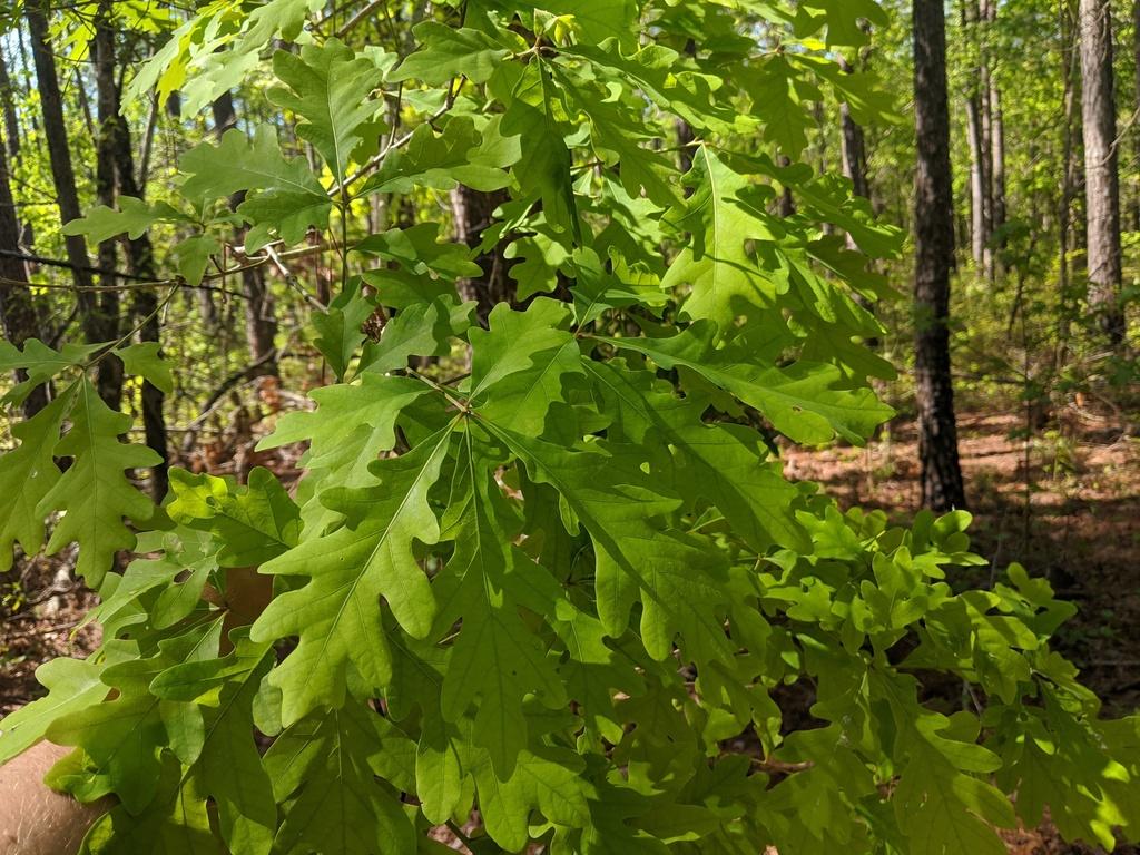 QUERCUS ALBA BARK EXTRACT 3