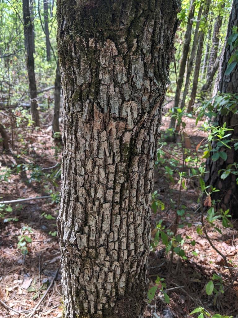 QUERCUS ALBA BARK EXTRACT 4