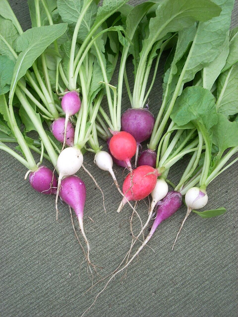 Raphanus sativus (Radish) root extract 1