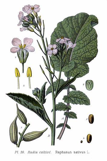 Raphanus sativus (Radish) root extract 4