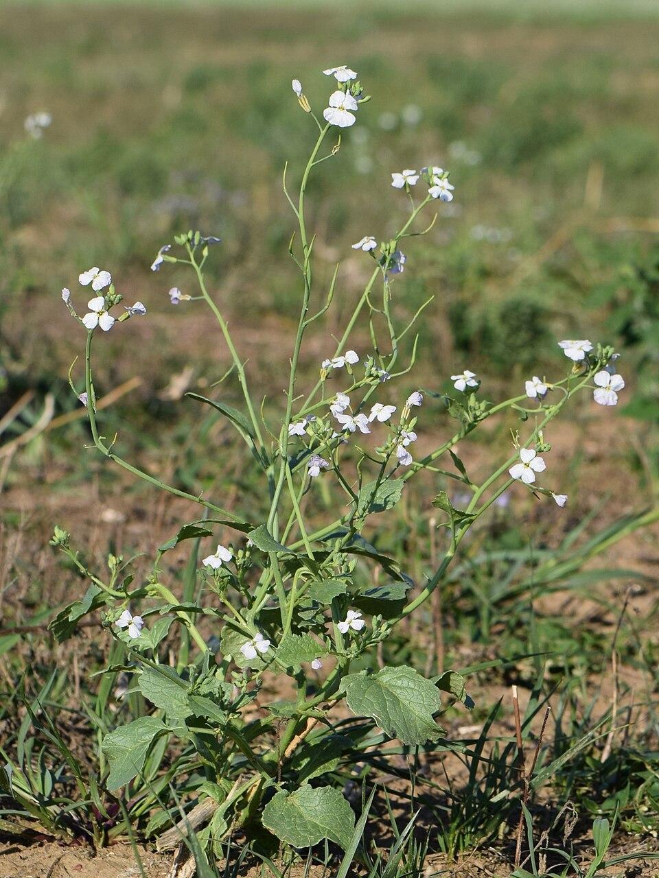 Raphanus sativus (Radish) root juice 3