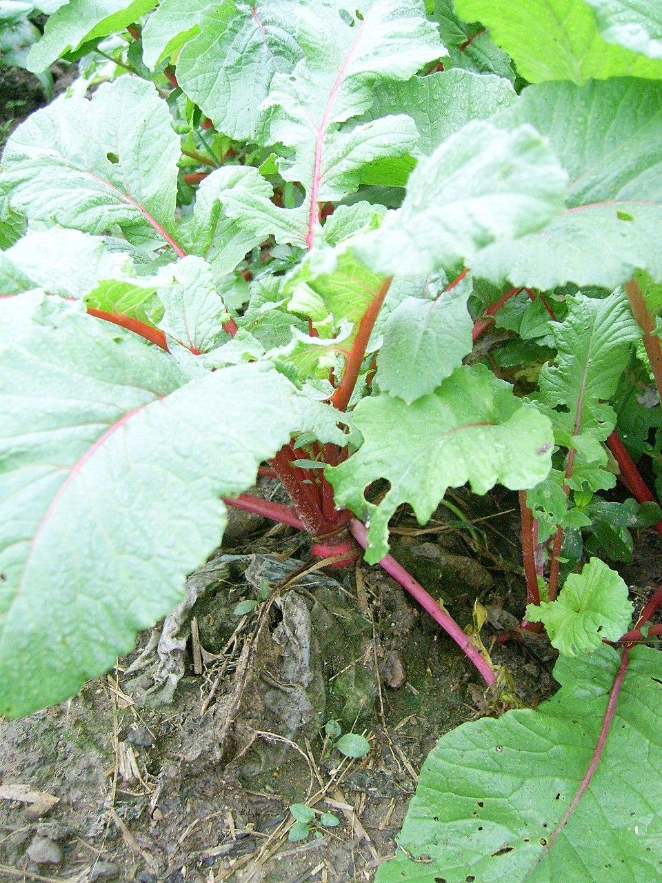 Raphanus sativus (Radish) root powder 2