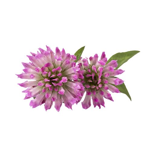 Red Clover 1