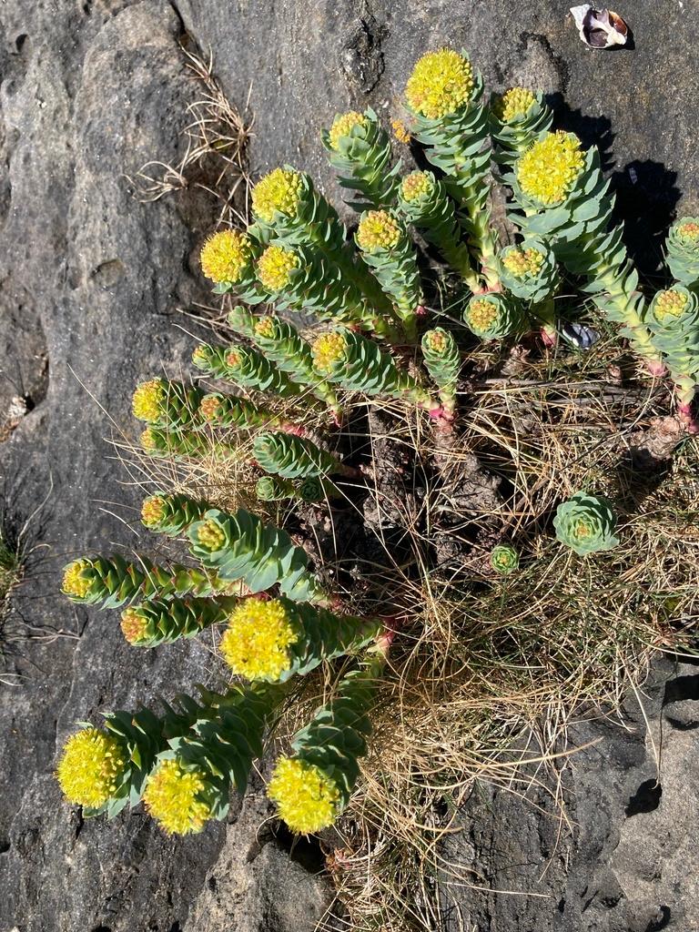 Rhodiola Rosea Root Extract 4