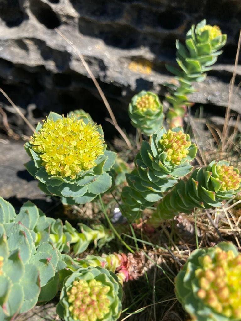 Rhodiola Rosea Root Extract 3