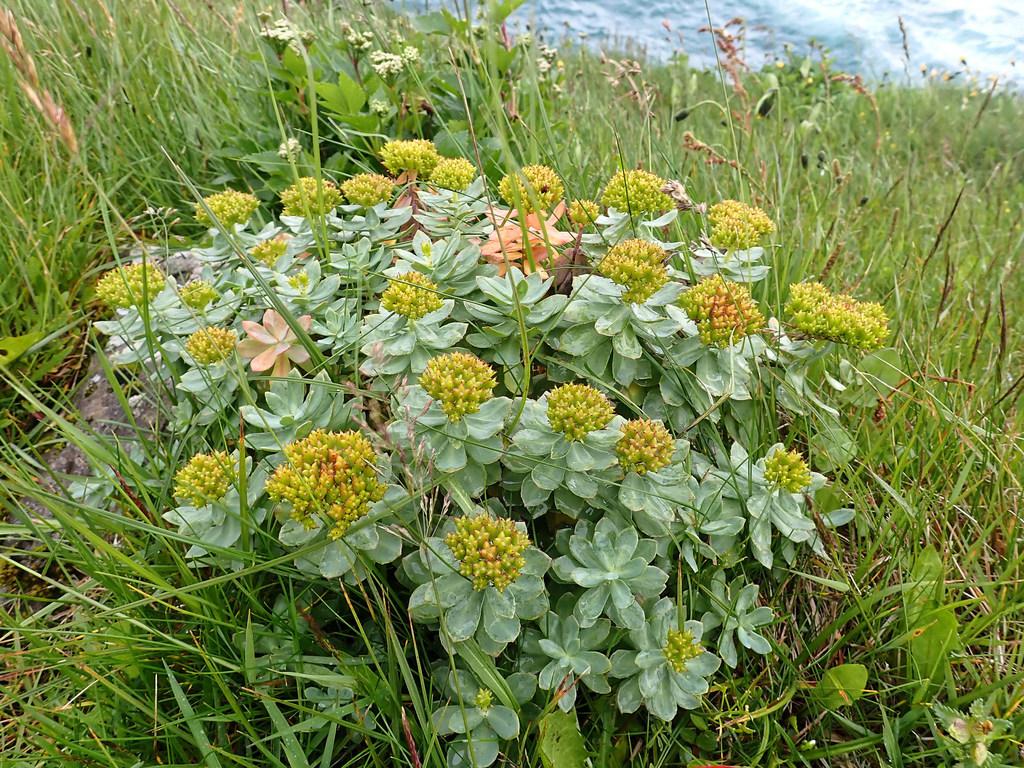Rhodiola Rosea Root Extract 1
