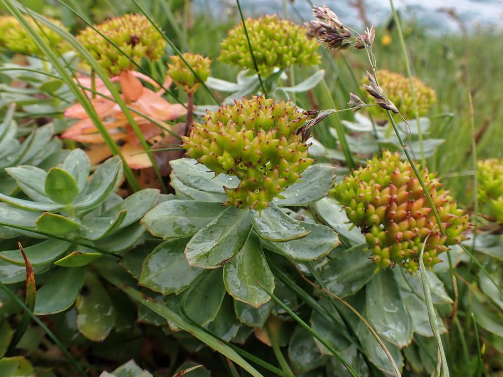 Rhodiola Rosea Root Extract 2
